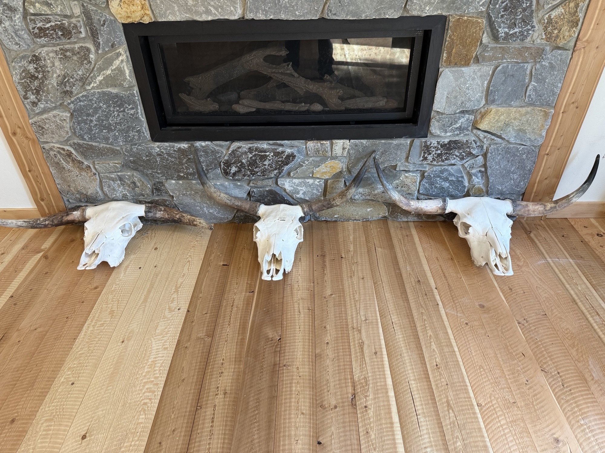 Scottish Highland European Mount Skulls