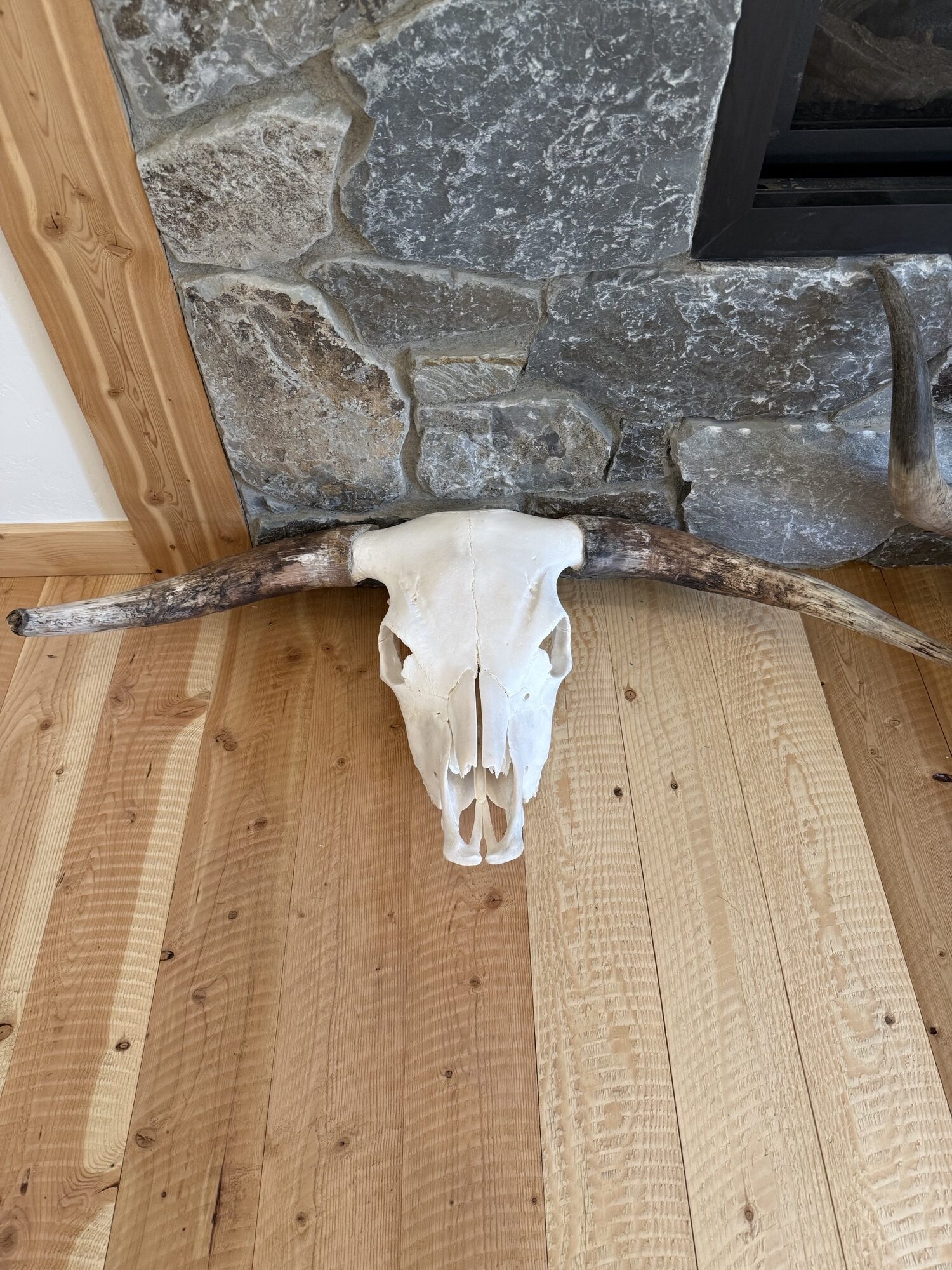 Scottish Highland European Mount Skulls