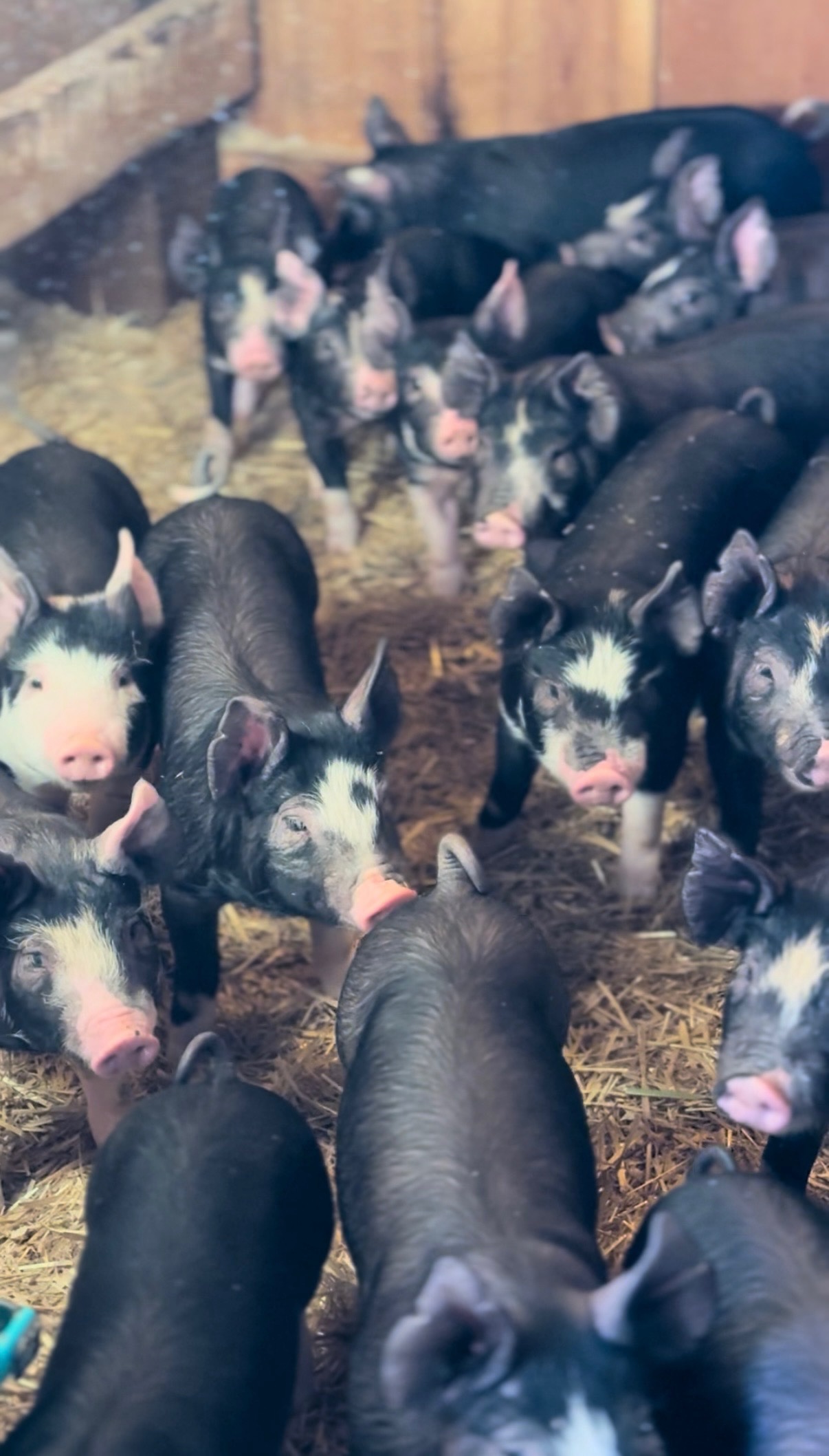 2026 Spring Bacon Seeds ($20.00 Deposit - Feeder Piglets)