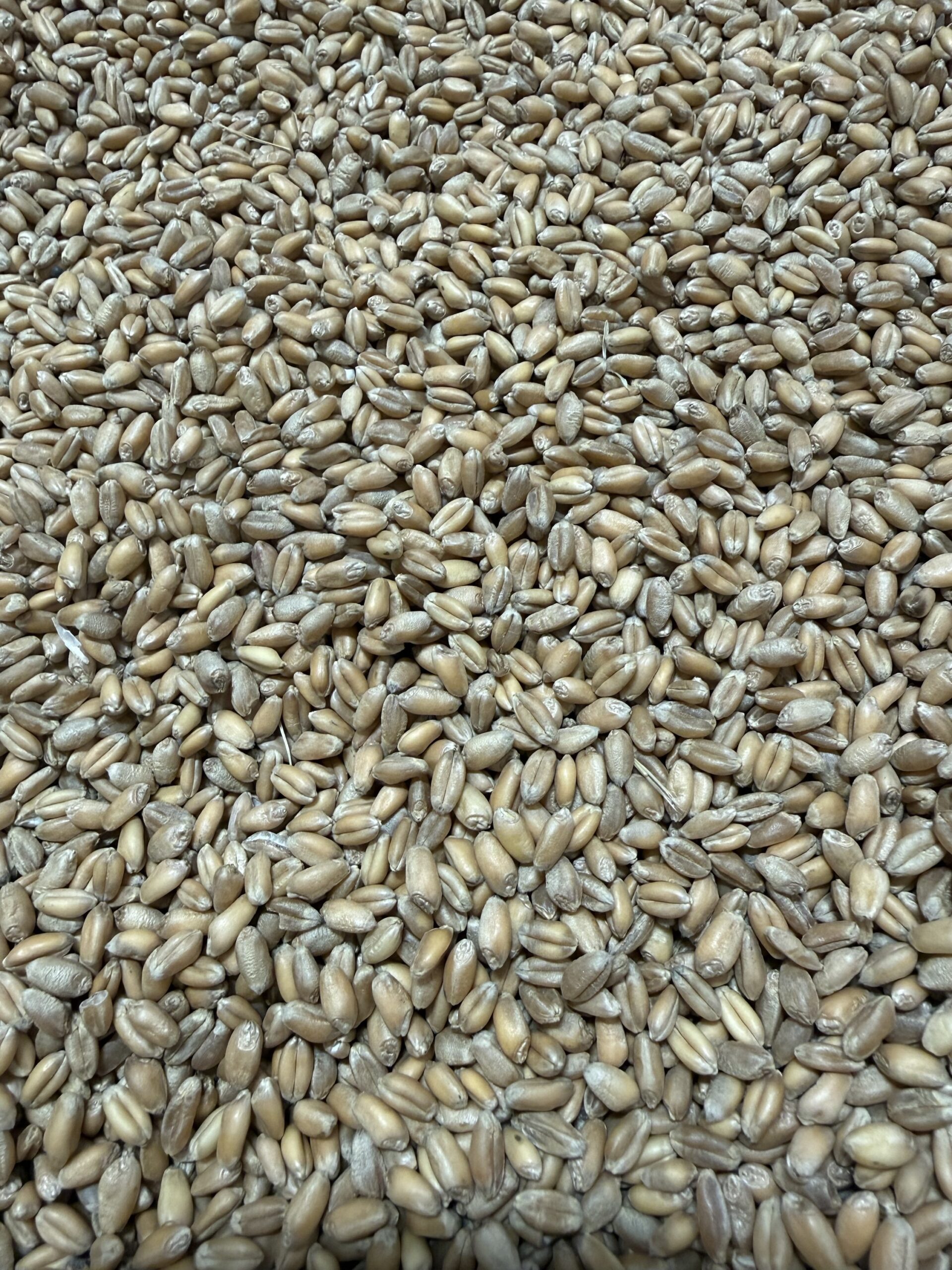 Hard Red Winter Wheat 10.70% Protein
