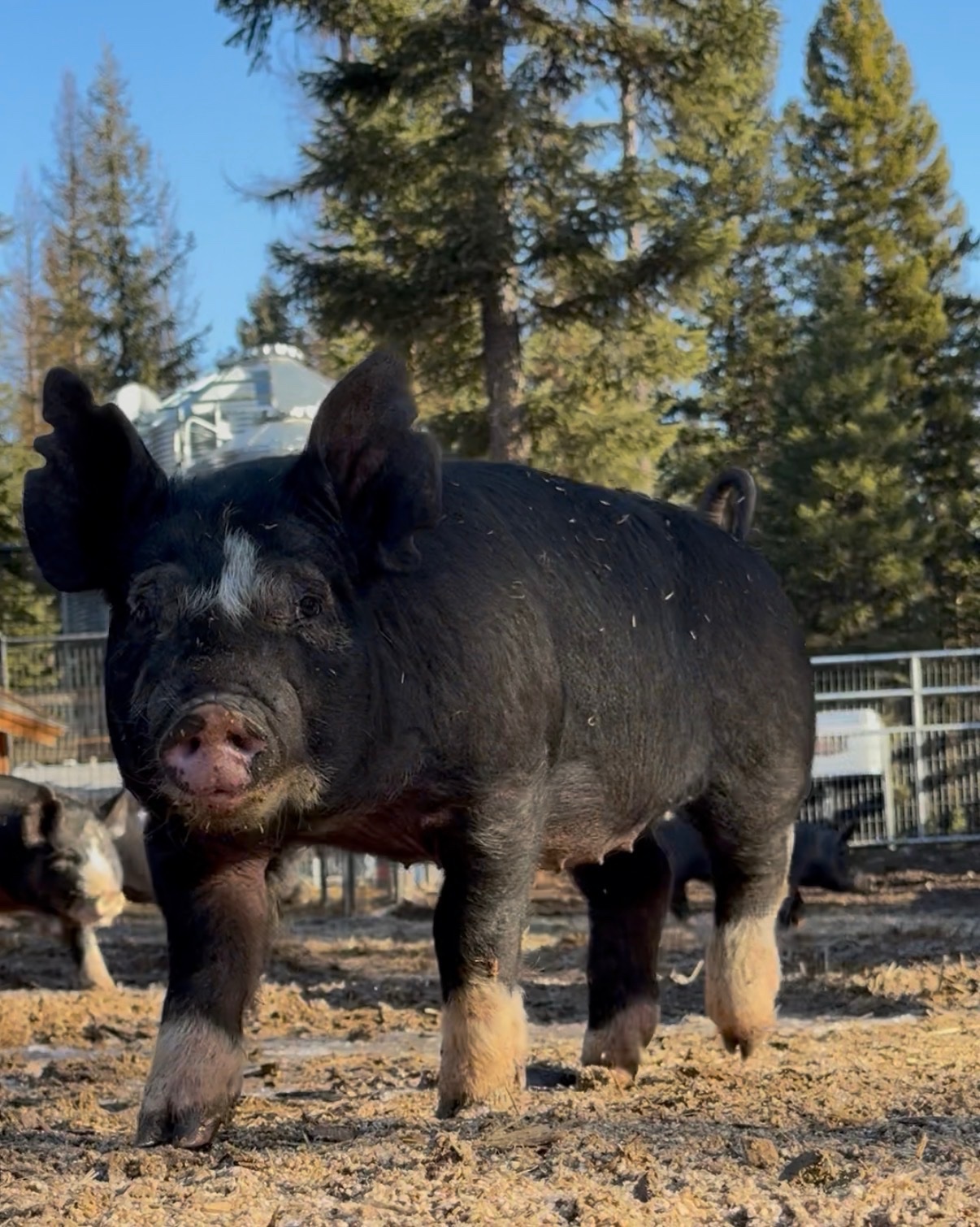 Registered ABA Berkshire Breeding Stock ($150-$300 deposit)