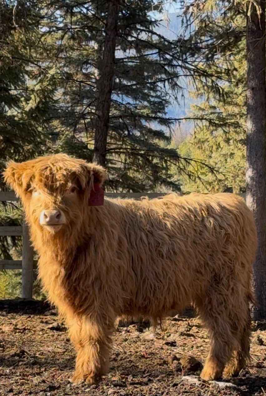 Scottish Highland Steer ($200 deposit)
