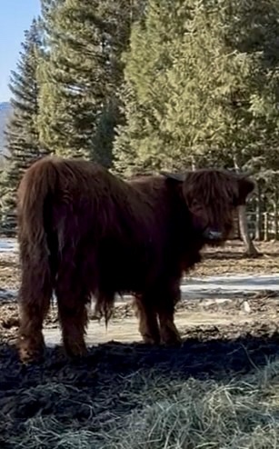 Scottish Highland Steer ($200 deposit)