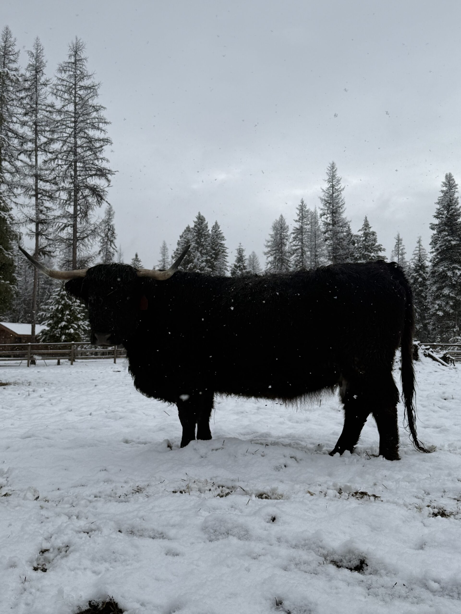 AHCA #63,240 Registered Bred Highland Cow ($500 deposit)