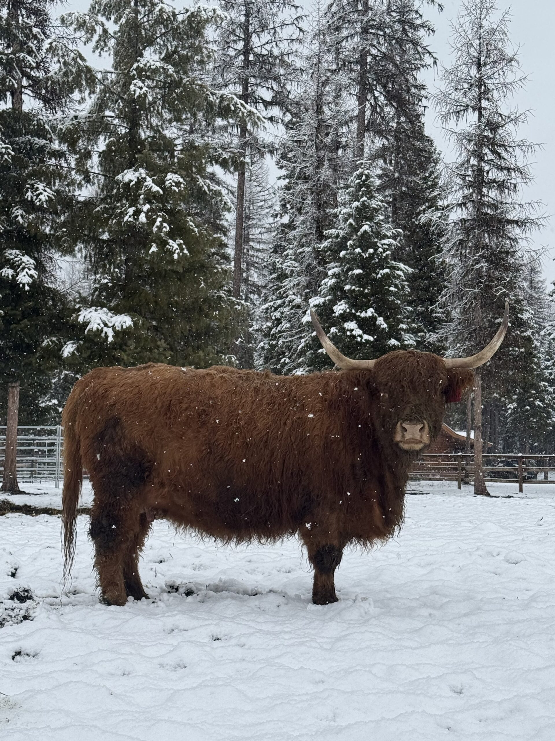 AHCA #63,235 Registered Bred Highland Cow ($500 deposit)