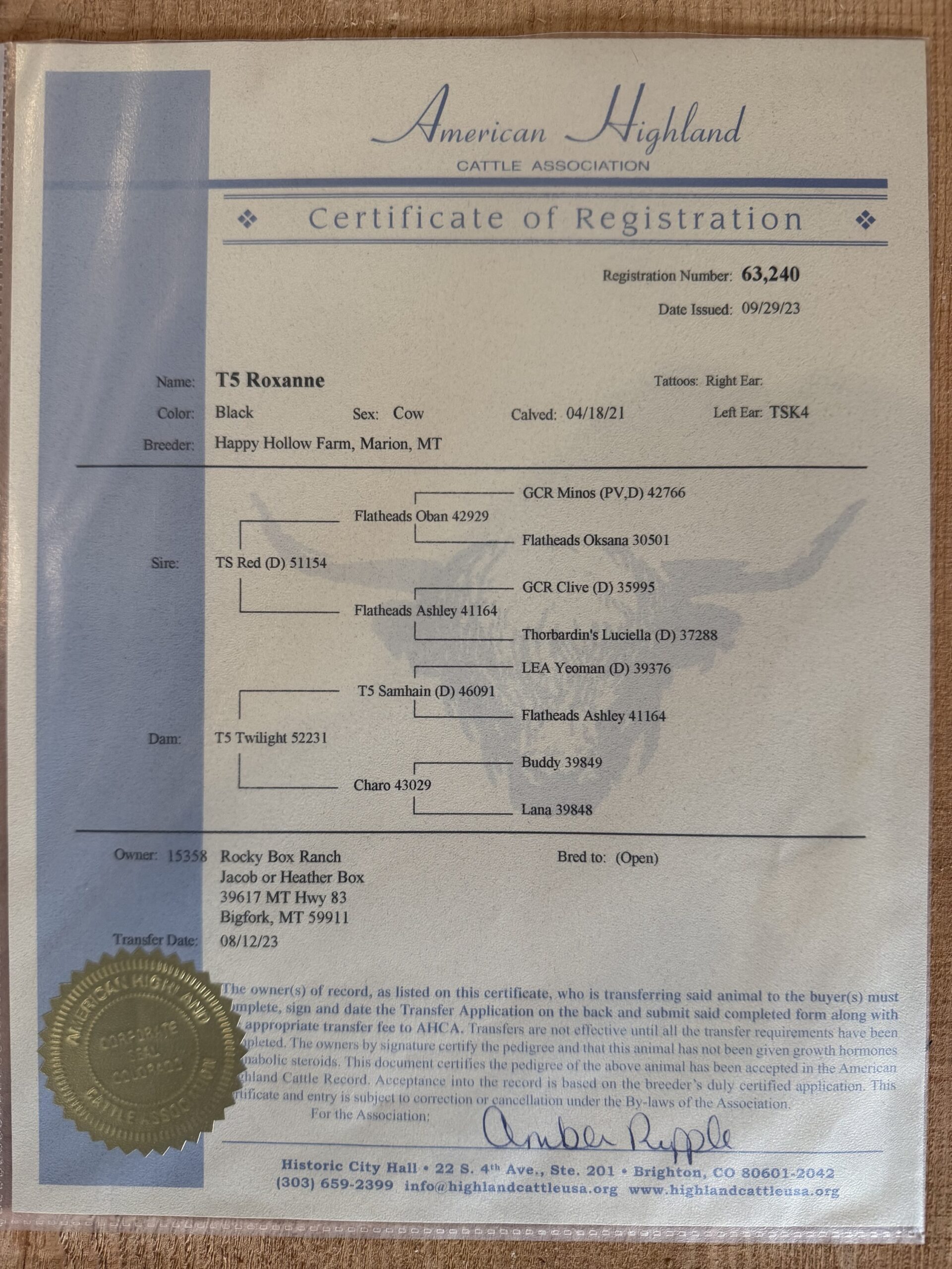 AHCA #63,240 Registered Bred Highland Cow ($500 deposit)