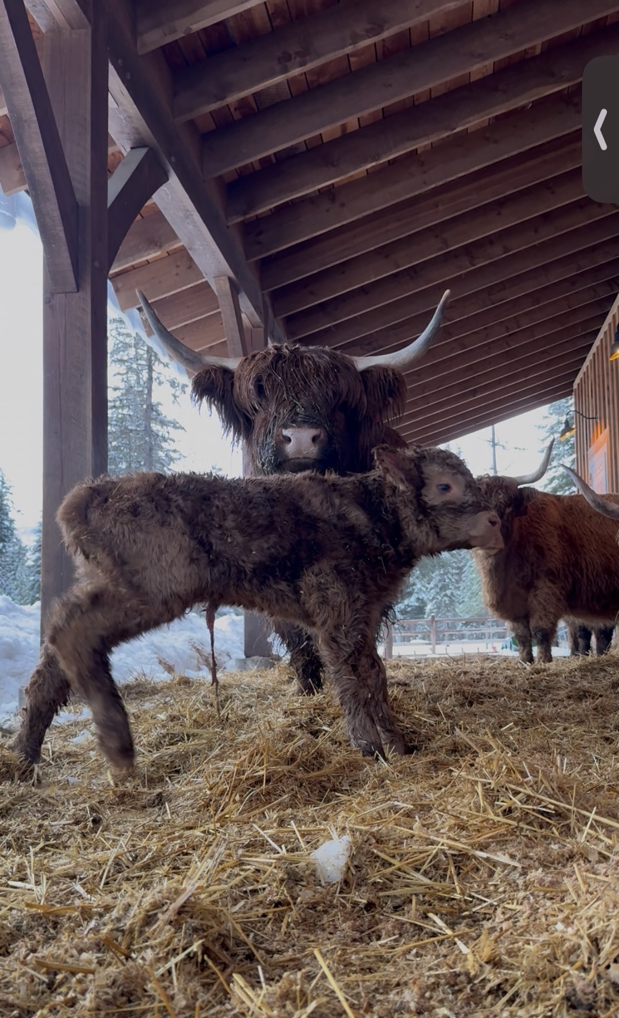 AHCA #66,586 Registered Bred Highland Cow with Bull Calf born 3/16/2026 ($500 deposit)